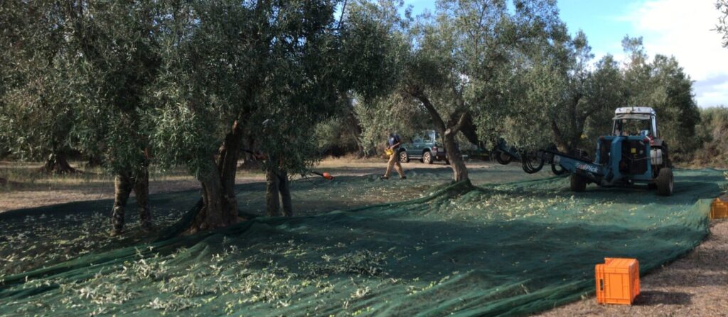 Uliveto Marco Zurru - Raccolta Olive