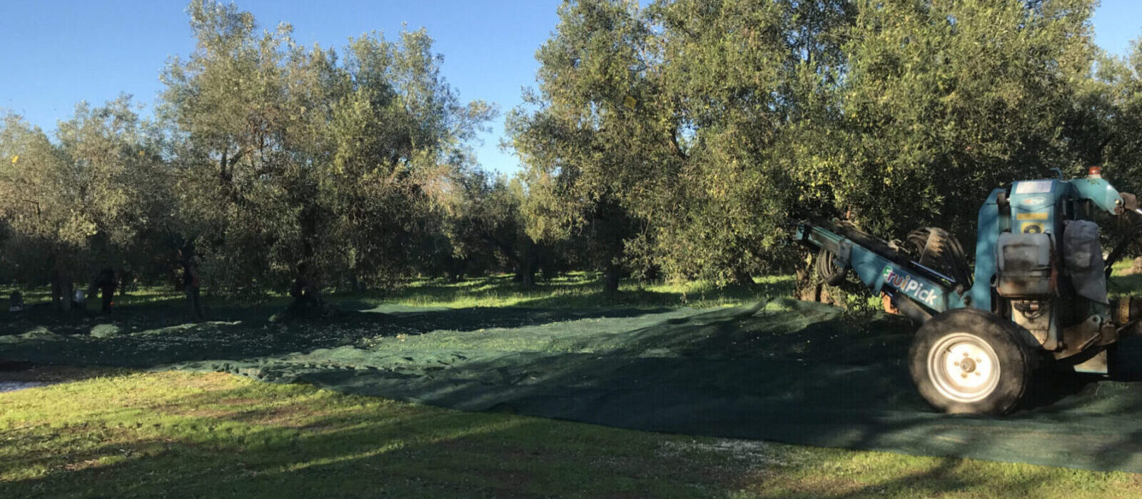 Uliveto Marco Zurru - Raccolta Olive